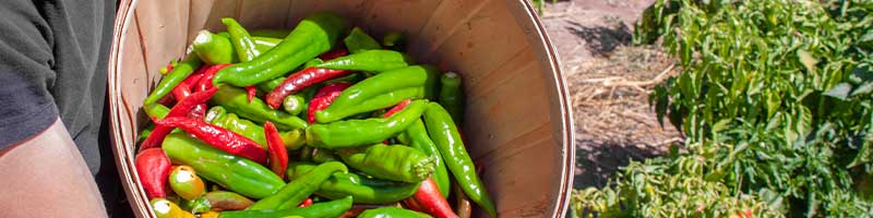 closeup shot of a bowl of green and red chilies